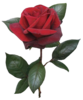 Flower Rose Bud Red Real Image